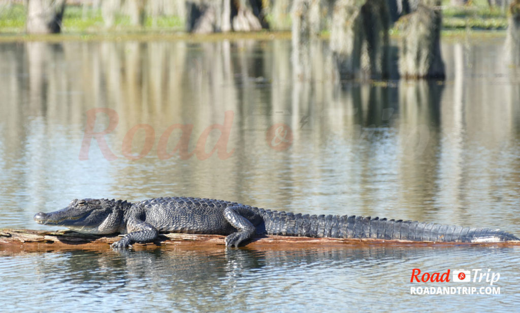 Alligator dans le bayou