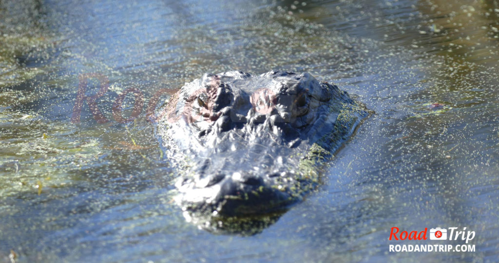 Alligator vu de très près