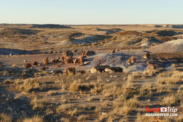 Ancienne forêt à Petrified Forest