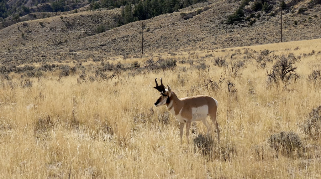 Antilope à Yellowstone National Park