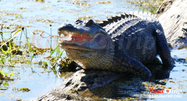 Bayou de Louisiane