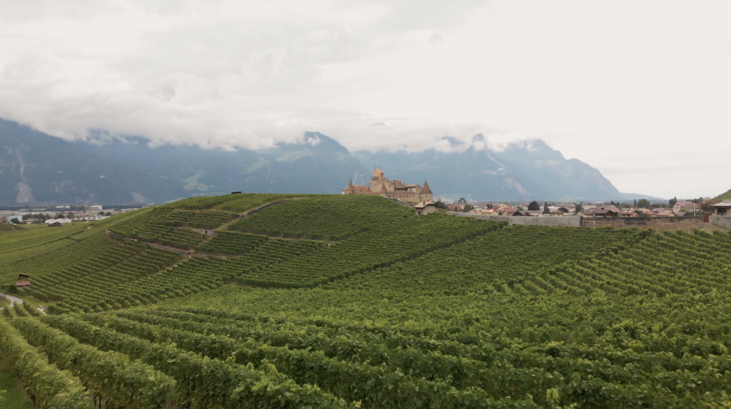 Château d'Aigle et ses vignes