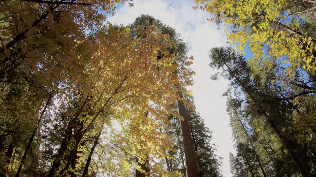 Couleurs d'automne à Yosemite