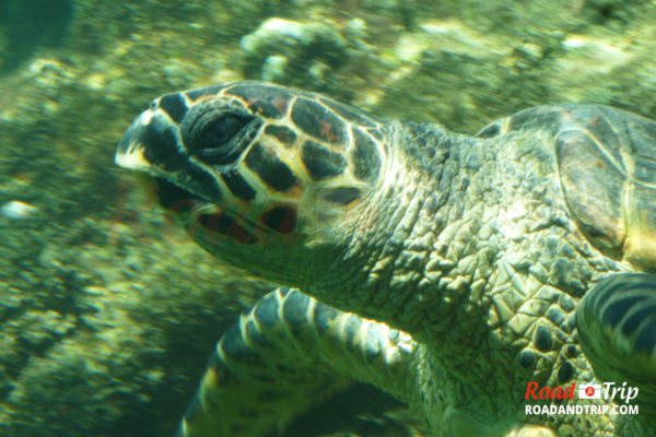 Gros plan sur une tortue marine