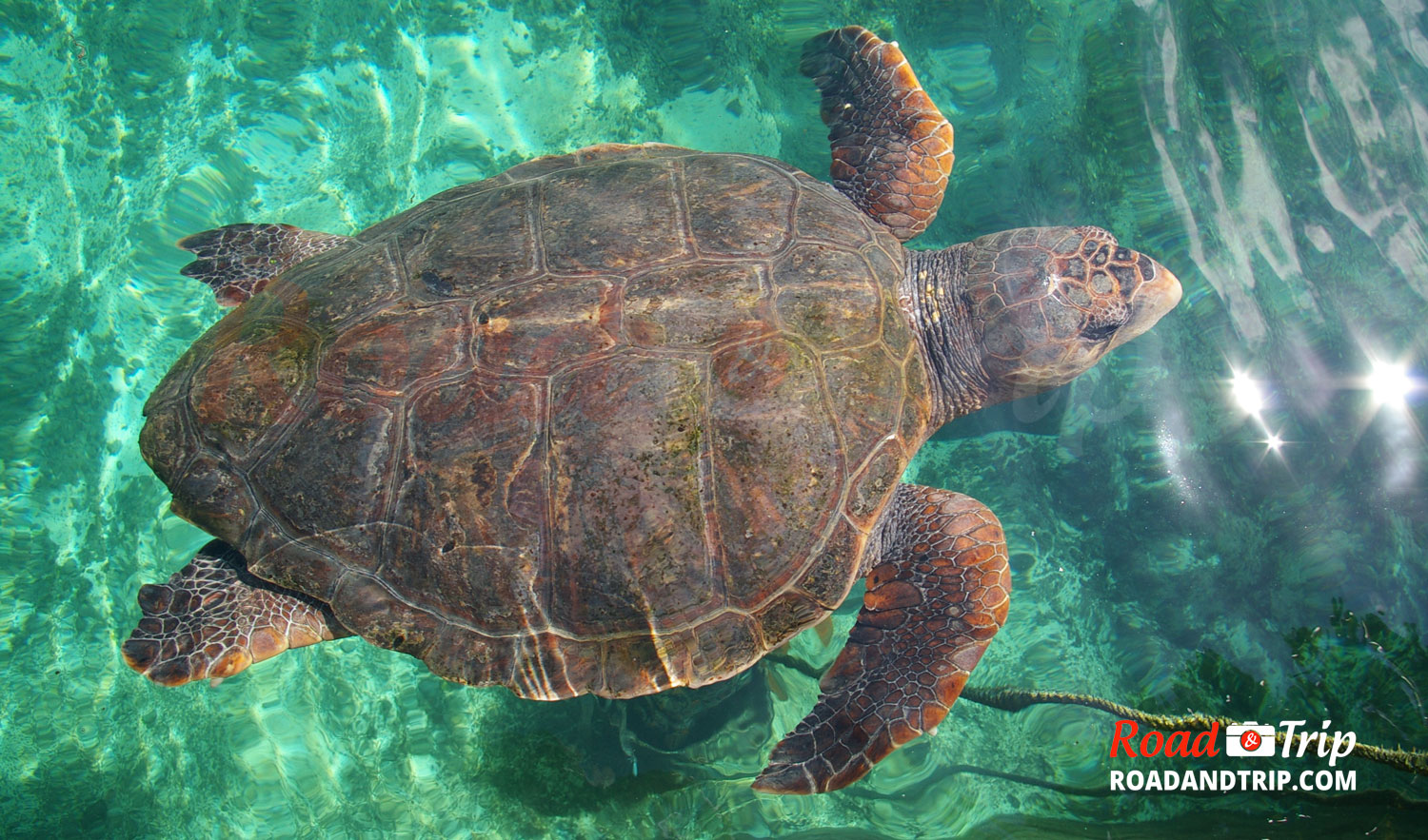 Kélonia, centre de conservation des tortues marines