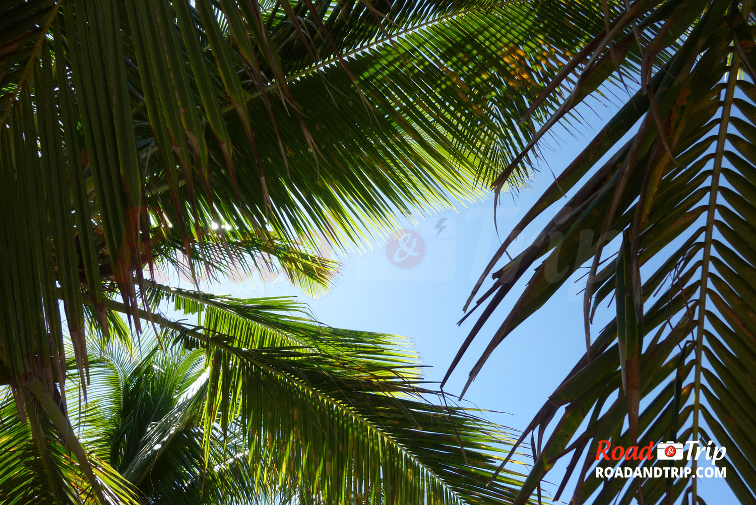 5 choses à voir et à faire en Guadeloupe