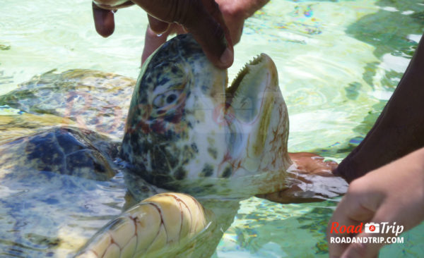 Le guide inspecte une tortue marine