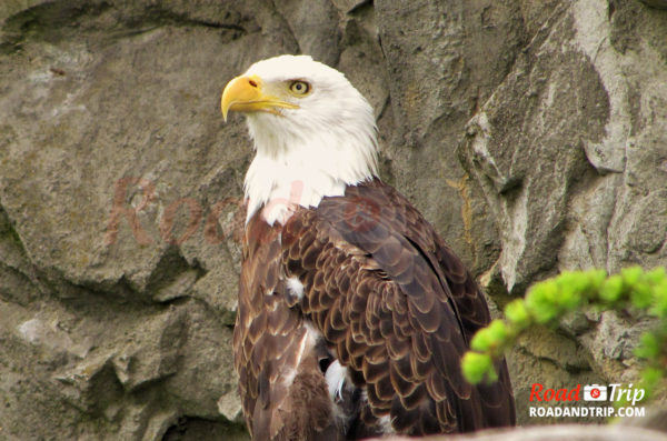 Le parc zoologique Roger Williams