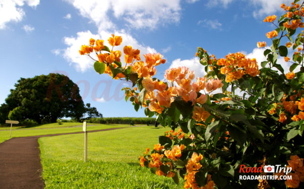 Les jardins fleuris