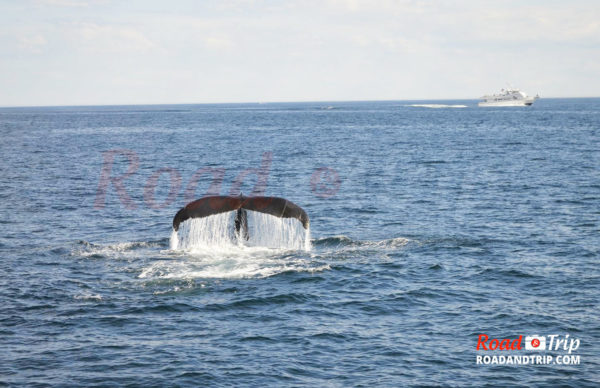 Observer des baleines