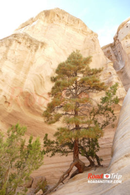 Paysage semi-désertique à Tent Rocks