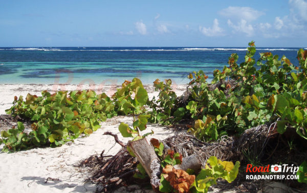 Plage de l'Anse Michel