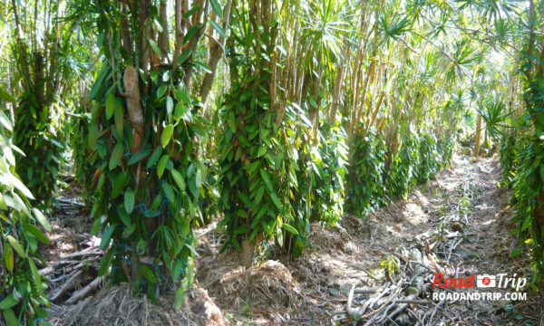 Plantation extérieure de vanille