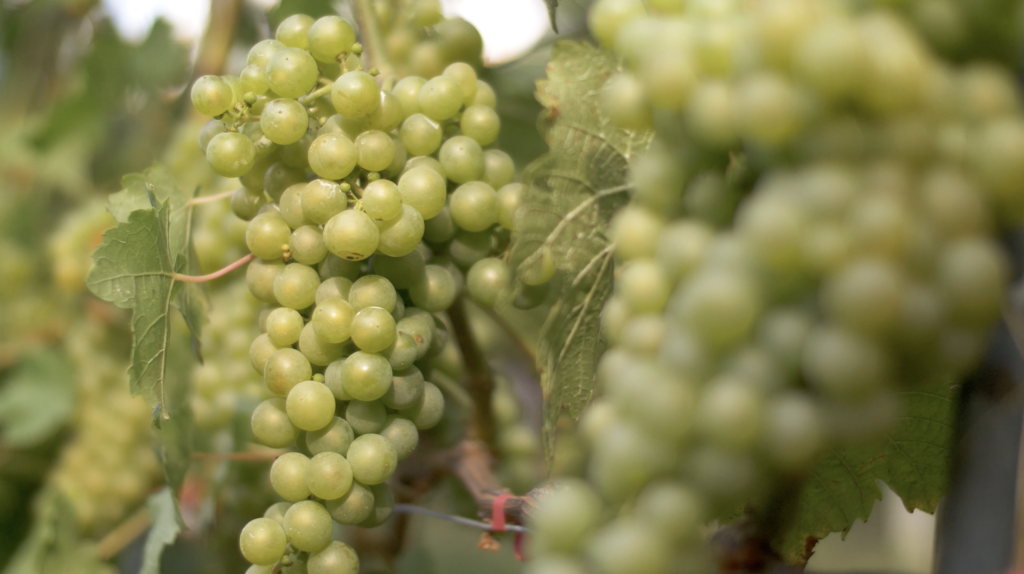 Raisin dans les vignes de Lavaux