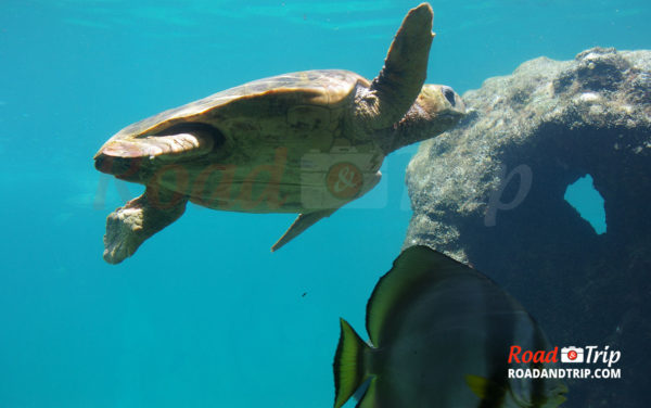 Tortue marine à Kelonia