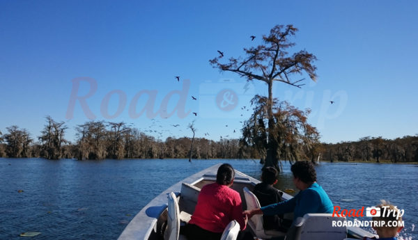 Une horde de cormorans