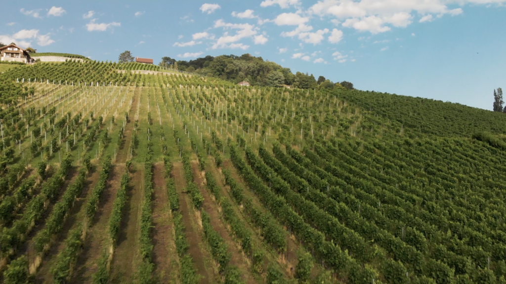 Vue aérienne sur le vignoble de Lavaux